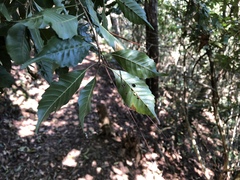 Lithocarpus konishii