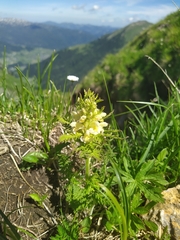 Pedicularis foliosa