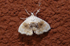 Lipocosma sicalis