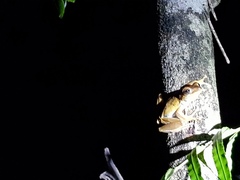 Polypedates cruciger