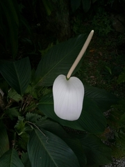 Spathiphyllum cannifolium