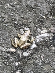 Pseudacris brachyphona