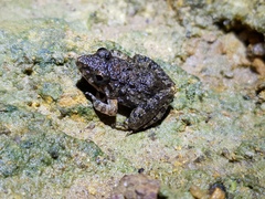 Minervarya syhadrensis