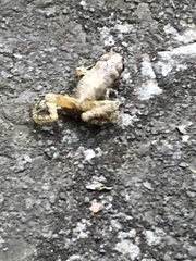 Pseudacris brachyphona