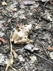 Pseudacris brachyphona