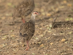 Pternistis clappertoni