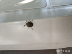 Rhaphigaster nebulosa