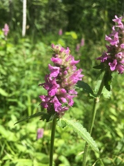 Betonica officinalis