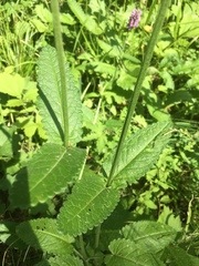 Betonica officinalis