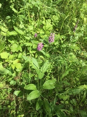 Betonica officinalis