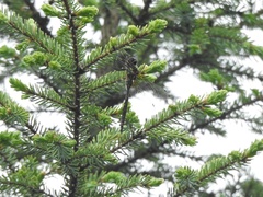 Somatochlora walshii