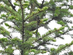 Somatochlora walshii