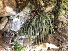 Haplopteris flexuosa