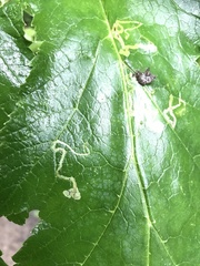Phytomyza spondylii group