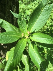 Impatiens glandulifera