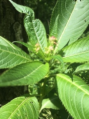 Impatiens glandulifera