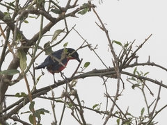 Laniarius erythrogaster