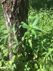 Impatiens glandulifera