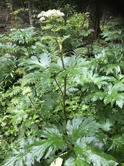Phytomyza spondylii group