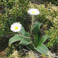 Celmisia verbascifolia