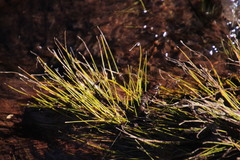 Isolepis digitata