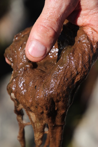 Representative image of Acrochaetiales