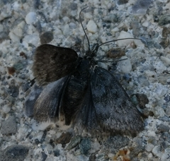 Metaxmeste phrygialis
