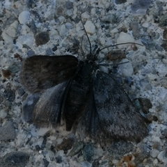 Metaxmeste phrygialis