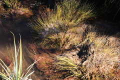Isolepis digitata