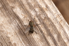 Microphthalma europaea