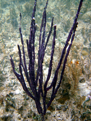 Pterogorgia