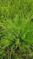 Poa subfastigiata