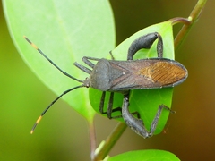Anoplocnemis phasianus