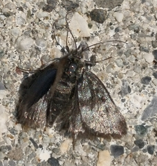 Metaxmeste phrygialis