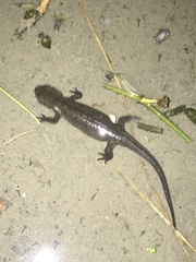 Cynops pyrrhogaster