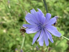 Cichorium intybus
