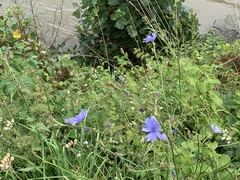 Cichorium intybus