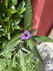Ruellia simplex