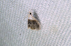 Lipocosmodes fuliginosalis