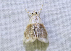 Lipocosmodes fuliginosalis