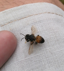 Apis mellifera