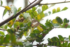Coeliades sejuncta