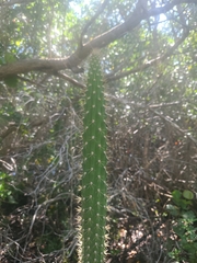 Harrisia aboriginum