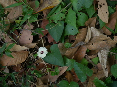 Hewittia malabarica