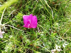 Vicia pyrenaica