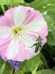 Oedemera nobilis
