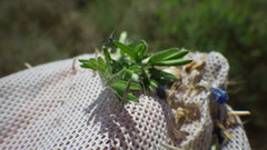 Neides tipularius