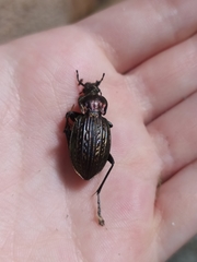 Carabus ulrichii