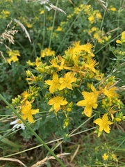 Hypericum perforatum
