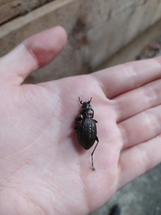 Carabus ulrichii